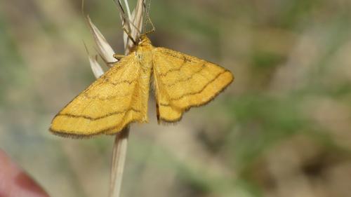 Idaea aureolaria